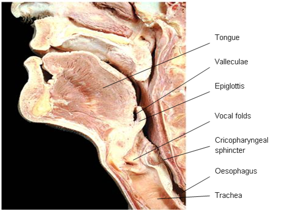 anatomy of head and neck