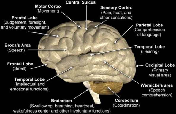 brain control picture